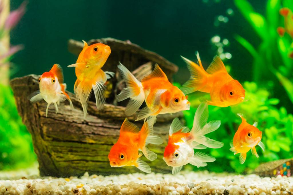 aquarium eau mer poissons végétaux aquariophilie