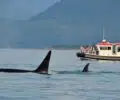 Comment observer les baleines sans sortir en mer aux Açores ?