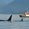 Comment observer les baleines sans sortir en mer aux Açores ?