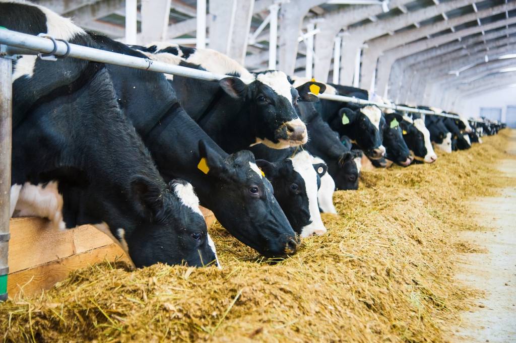 nourriture vaches veaux alimentation animaux ruminants élevage nutrition animale santé bovins compléments alimentaires besoins nutritionnels