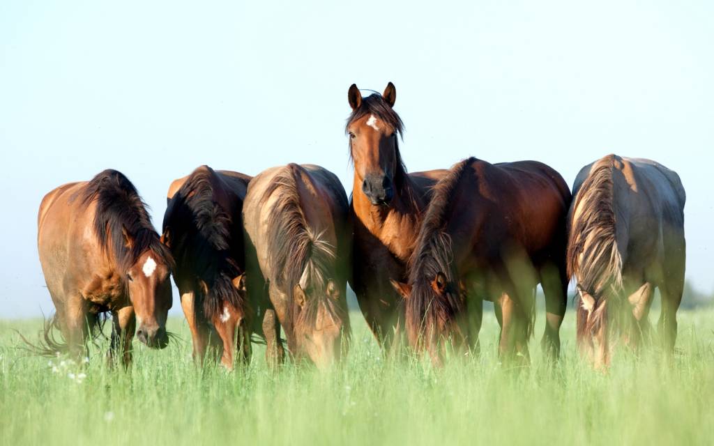 écurie active chevaux animaux bien-être nature bienfaits