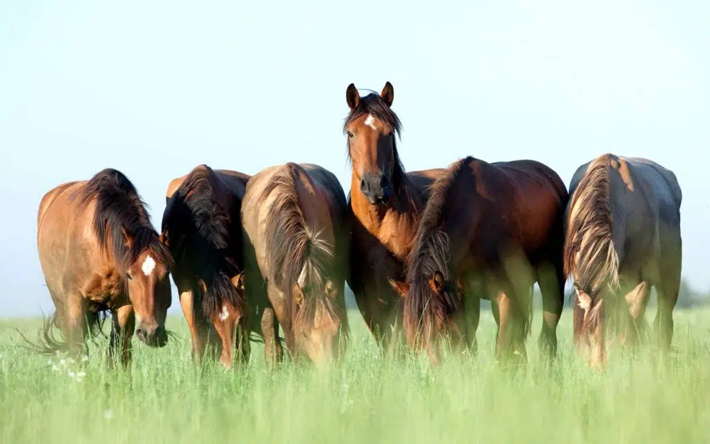 écurie active chevaux animaux bien-être nature bienfaits