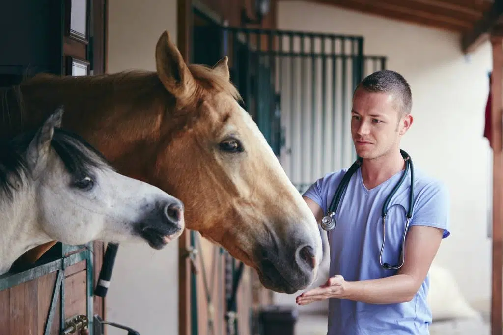 équidés cheval santé environnement équestre hébergement confort liberté