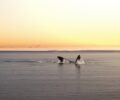 Admirer les baleines et dauphins à La Réunion : voici les 3 meilleures façons de s’y prendre !
