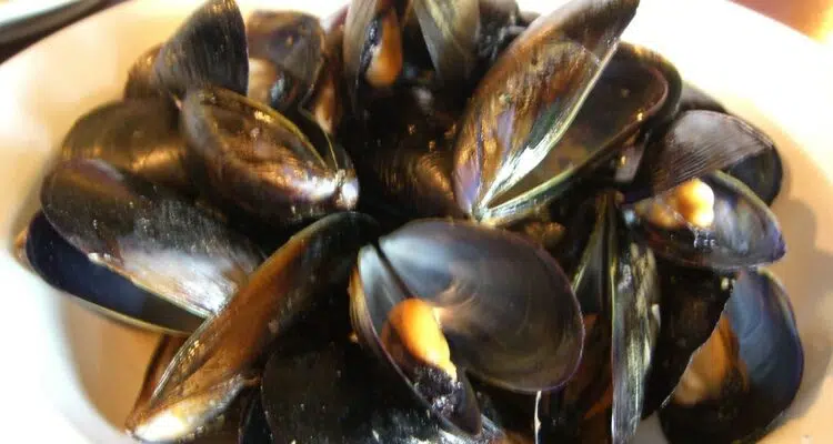 Chilli Mussels - Attitudes