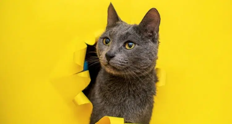 Chat-gris