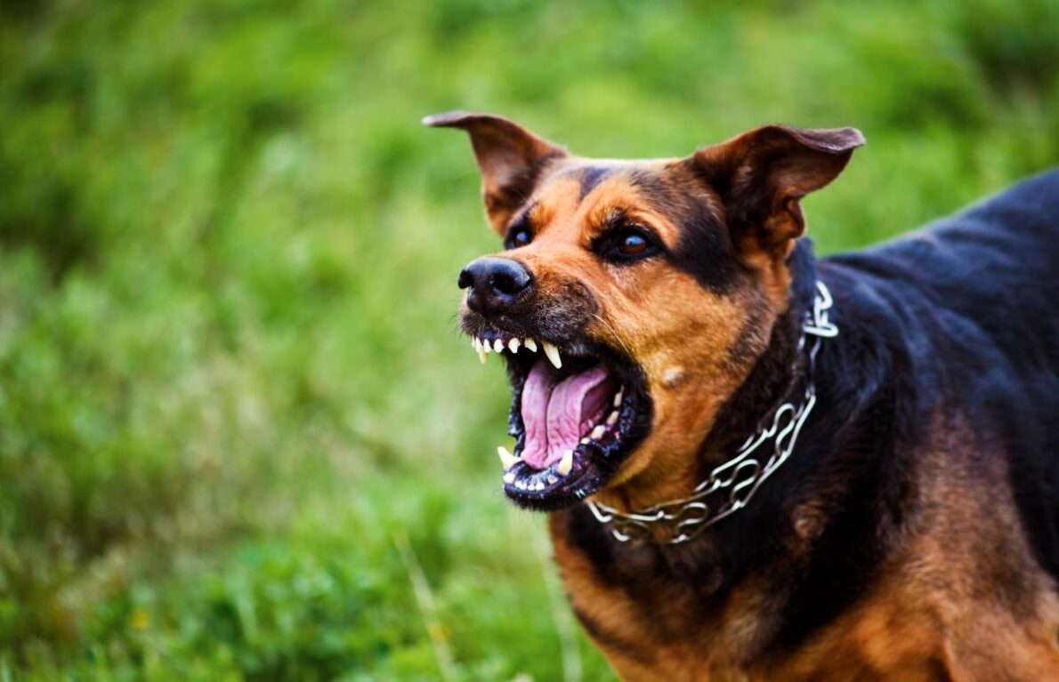 Chien dangereux