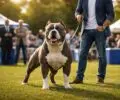 Concours avec American Bully : comment réussir avec votre compagnon