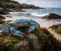 Crabe bleu en Bretagne : un trésor des côtes bretonnes