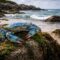 Crabe bleu en Bretagne : un trésor des côtes bretonnes