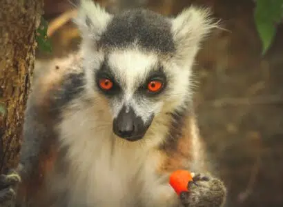 espèces animales les plus méconnues