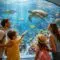 Découvrez les merveilles de l&rsquo;aquarium à Cannes pour toute la famille