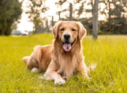 Golden retriever