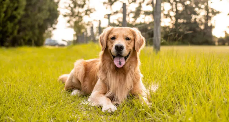 Golden retriever