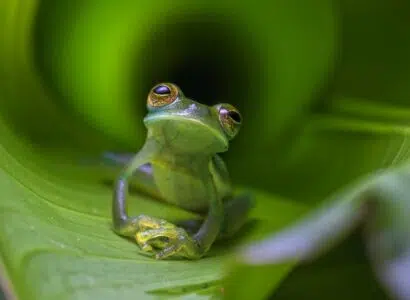 Grenouilles de verre