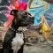 La def de punk à chien : un symbole de liberté et d&rsquo;indépendance