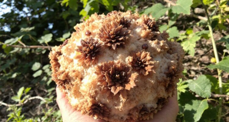 découvrez notre comparatif des meilleurs sites de locations de vacances à gordes pour trouver l'offre idéale et profiter d'un séjour inoubliable au cœur du luberon.