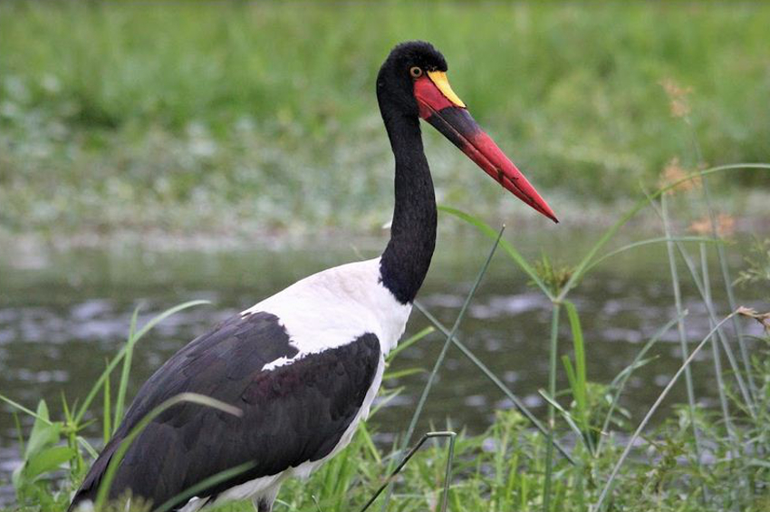 Ouganda