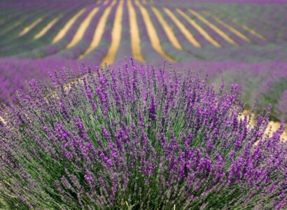 Provence