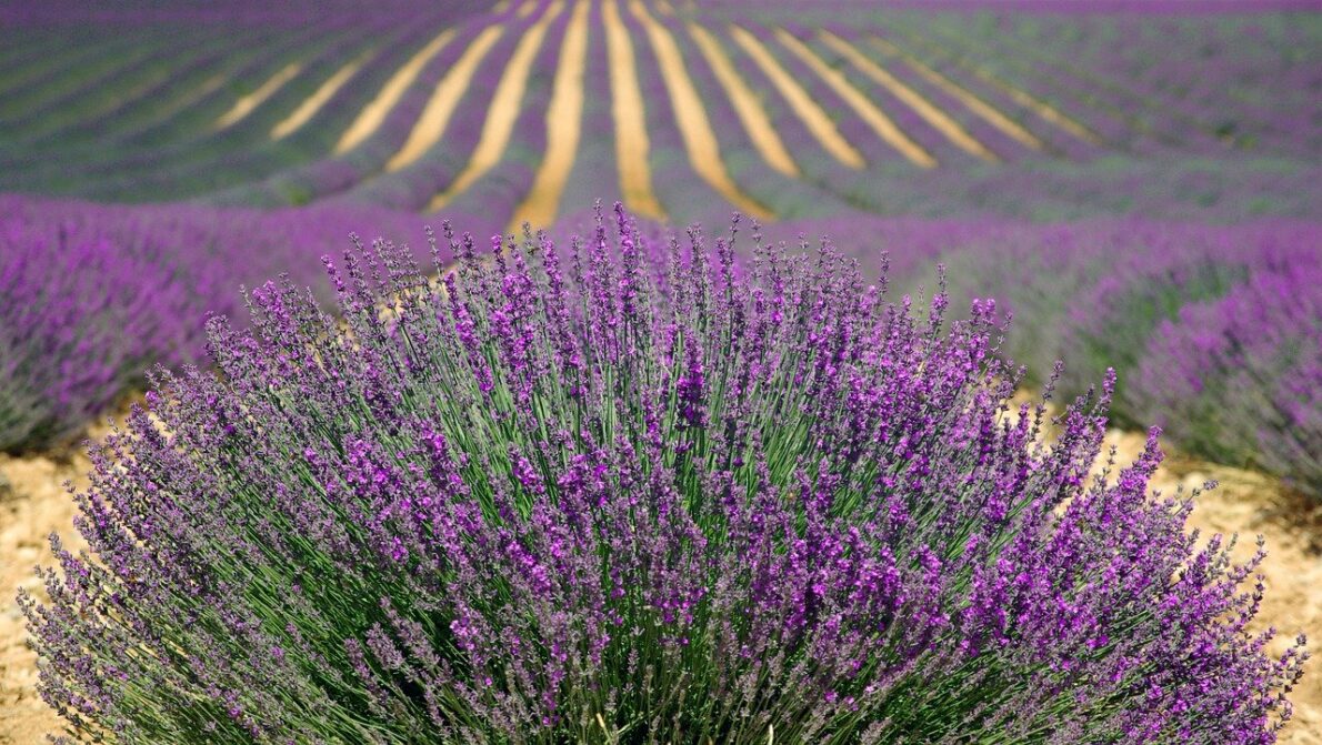 Provence