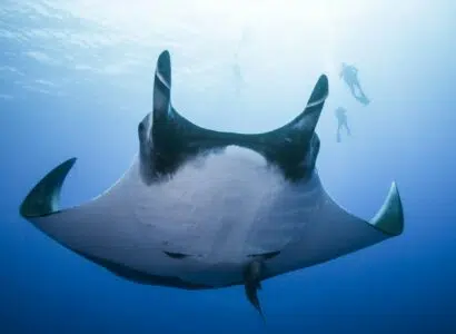 Raie manta
