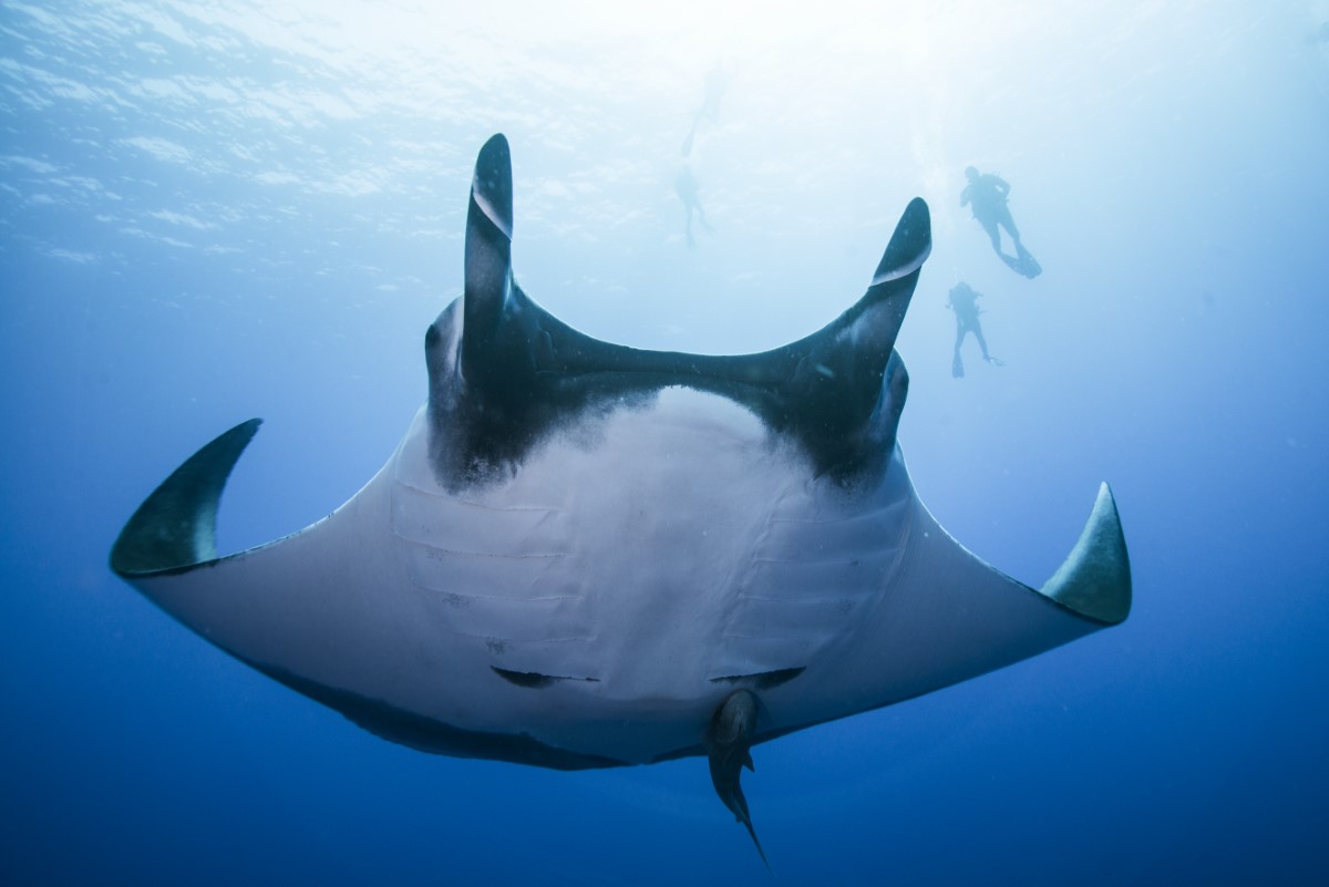 Raie manta