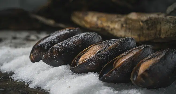 Saison des moules en Normandie : une expérience gustative à partager