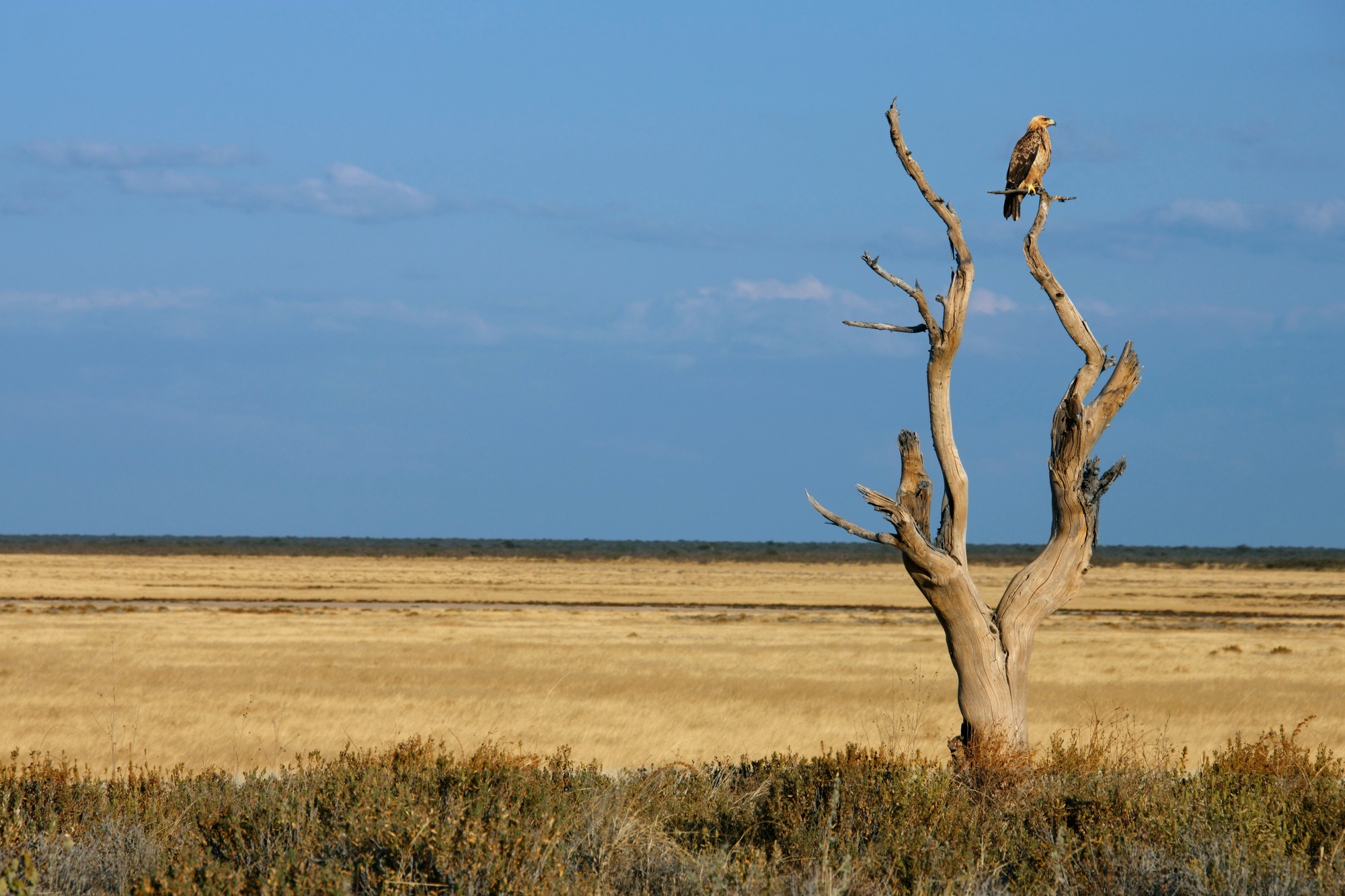 observer oiseaux