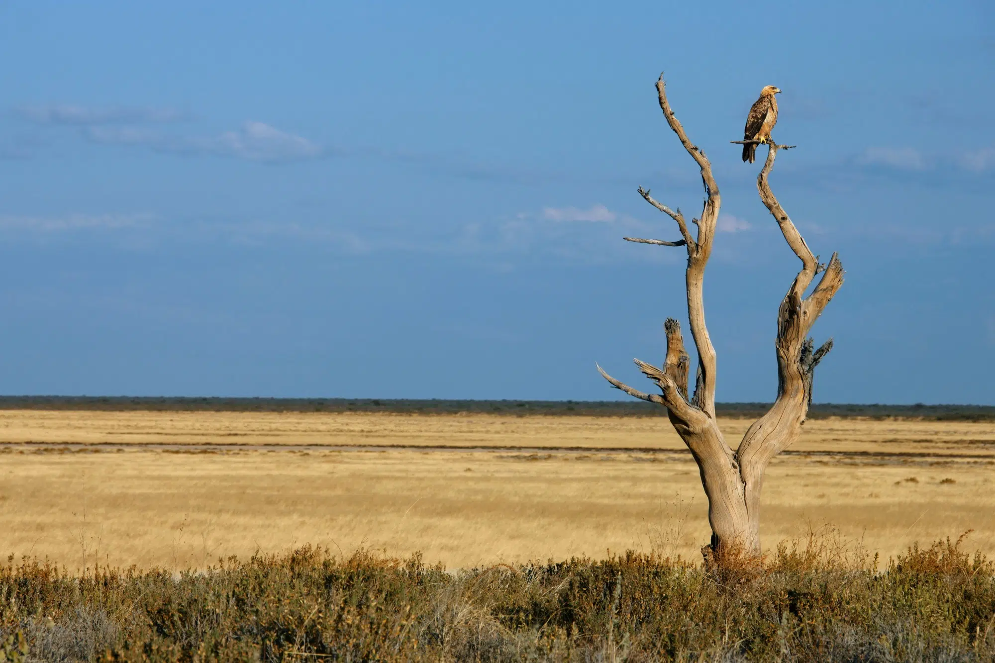 observer oiseaux