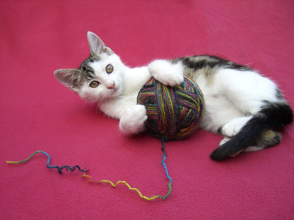 achat accessoires chat