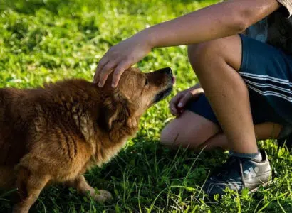 Acupression pour soigner un chien