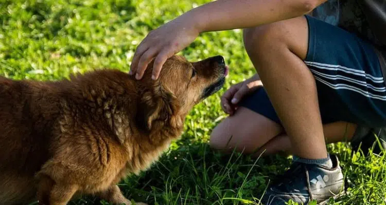 Acupression pour soigner un chien