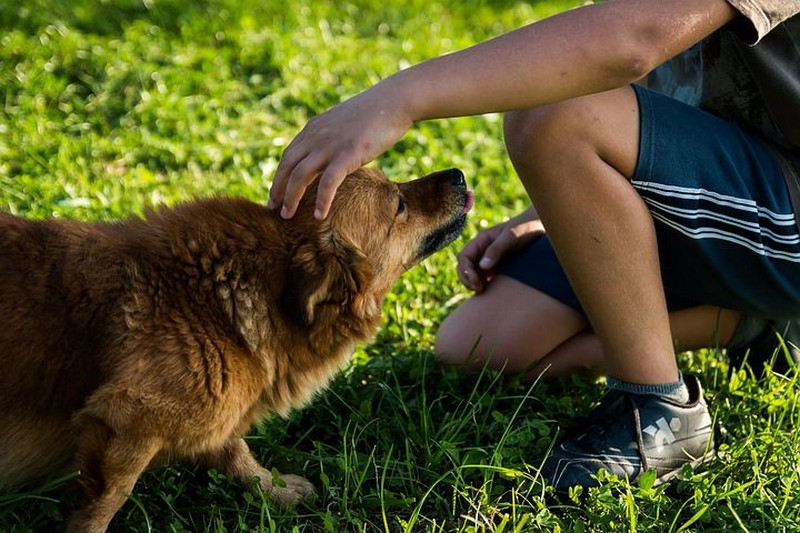 Acupression pour soigner un chien