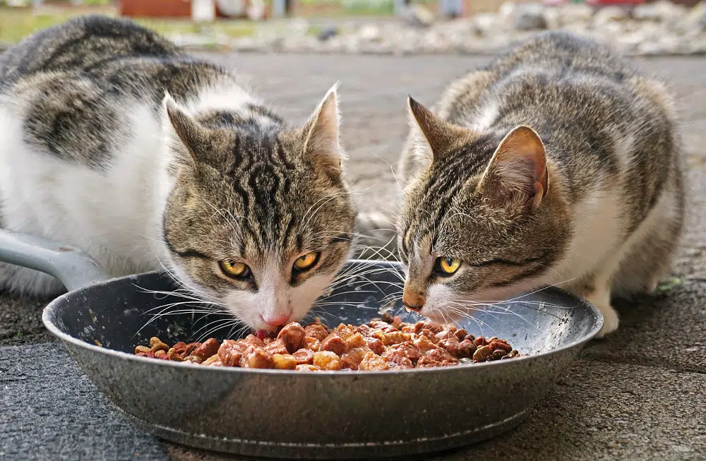 alimentation pour chat