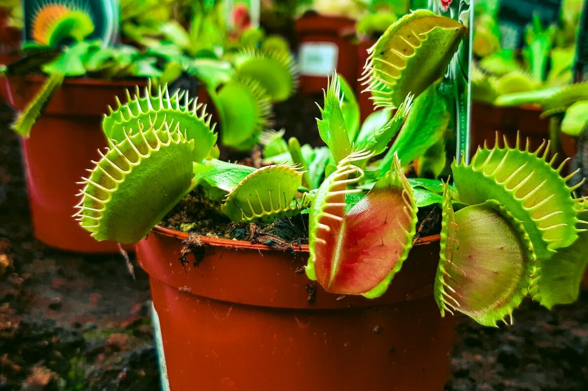 amateur botanique