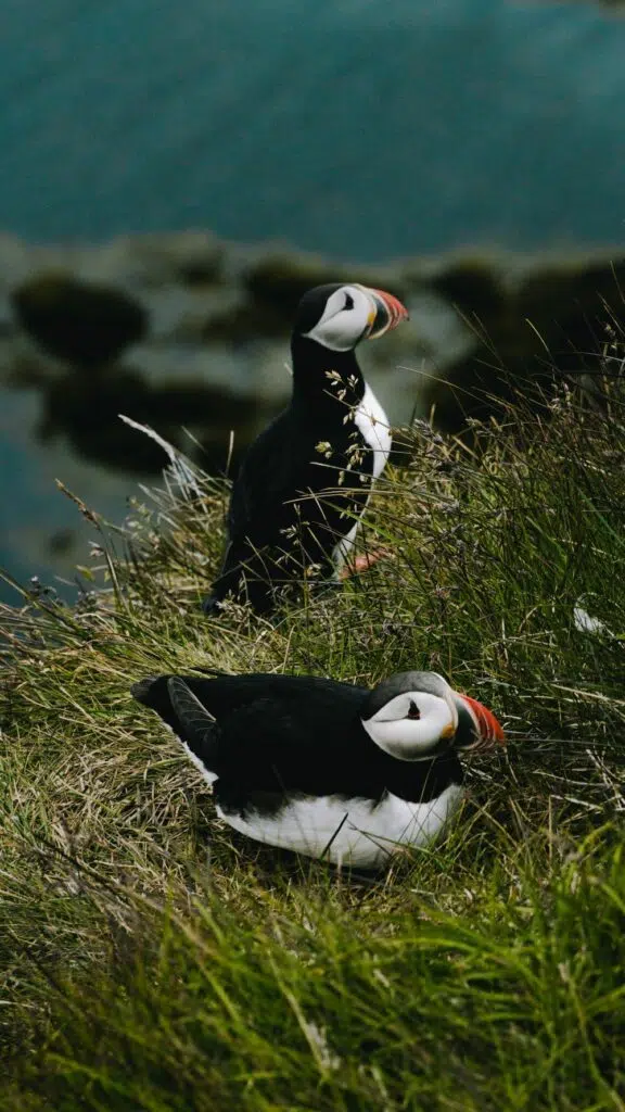 animal islande