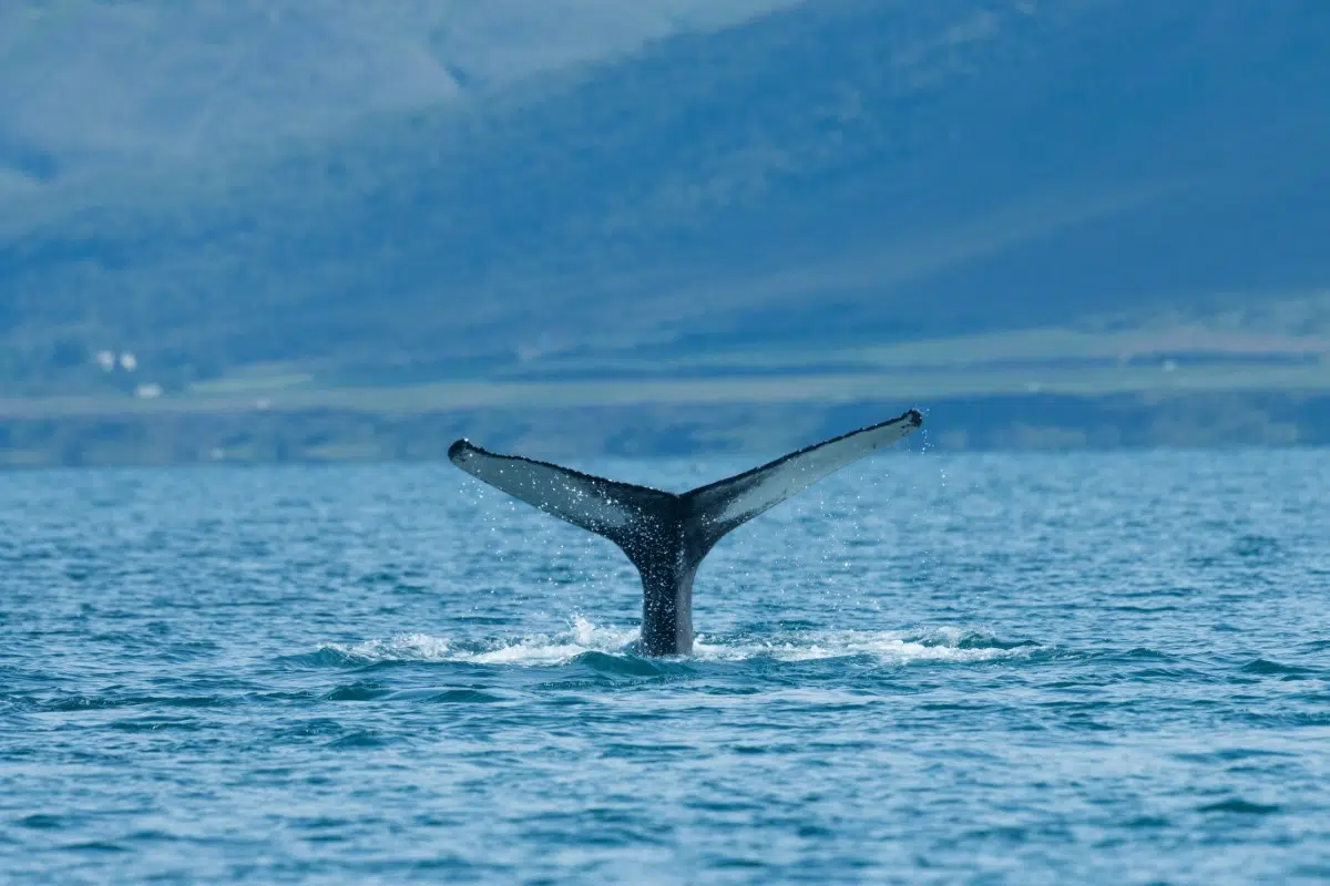 baleine bleue