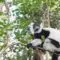 La faune unique de la forêt de Kirindy, joyau de biodiversité malgache