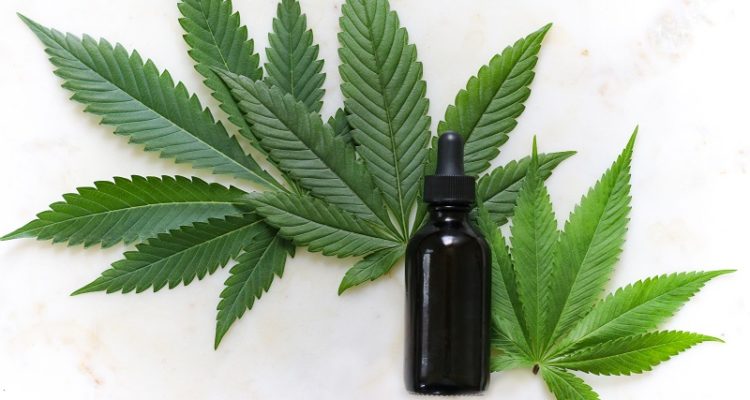 cannabis cbd pour lutter contre le thc