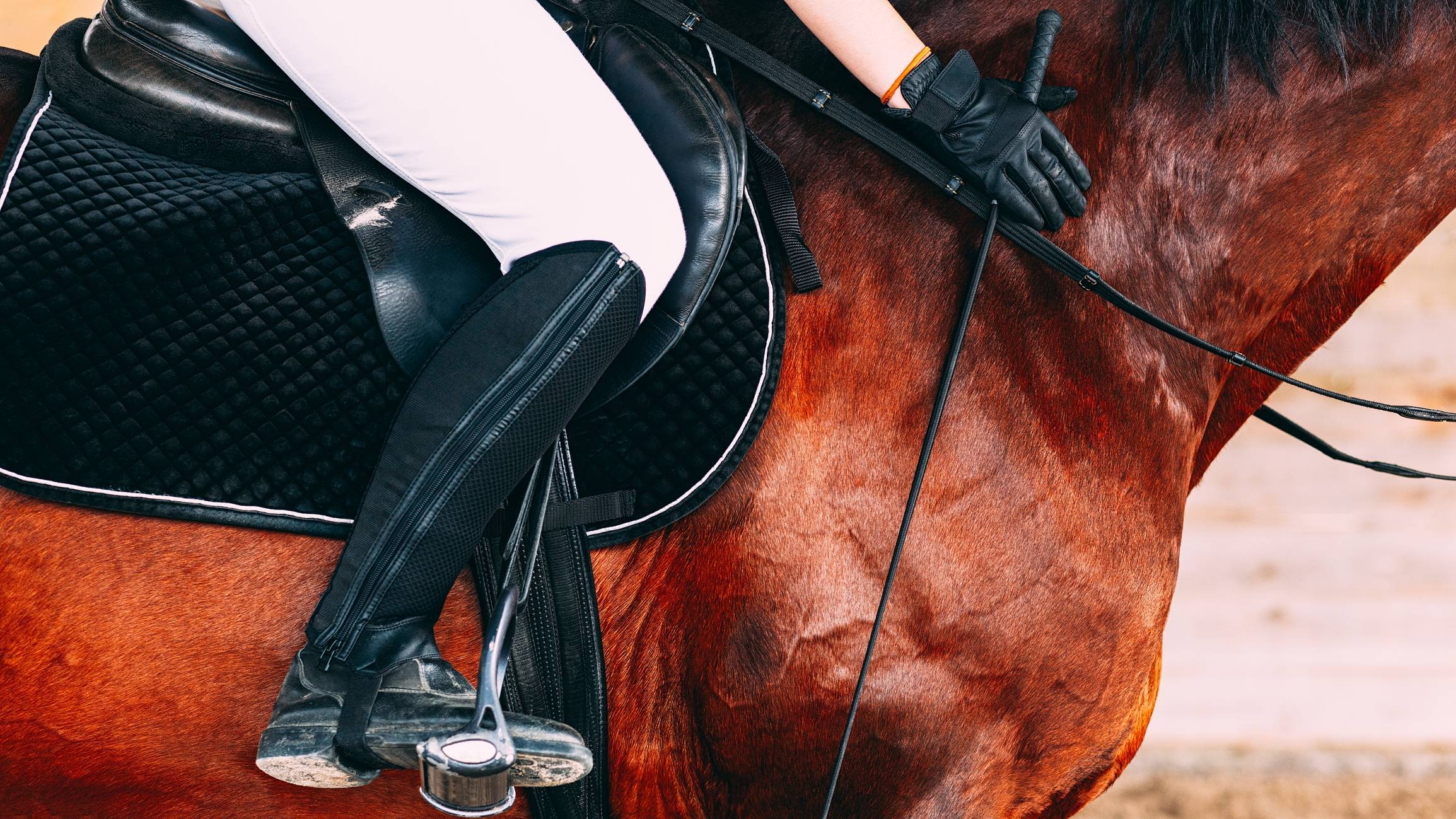 équipement cavalier, matériel équitation