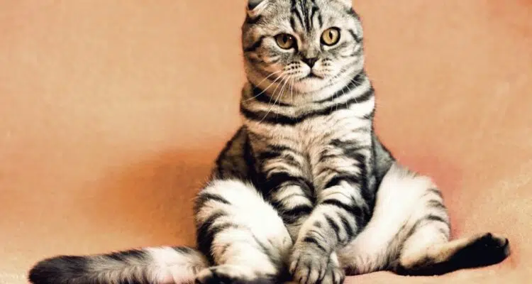 chat mâle