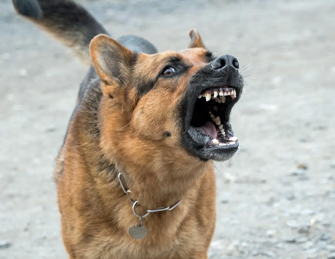 chien agressif