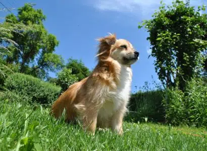 Chien libre