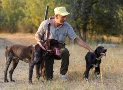 chiens chasse