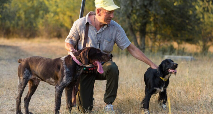 chiens chasse