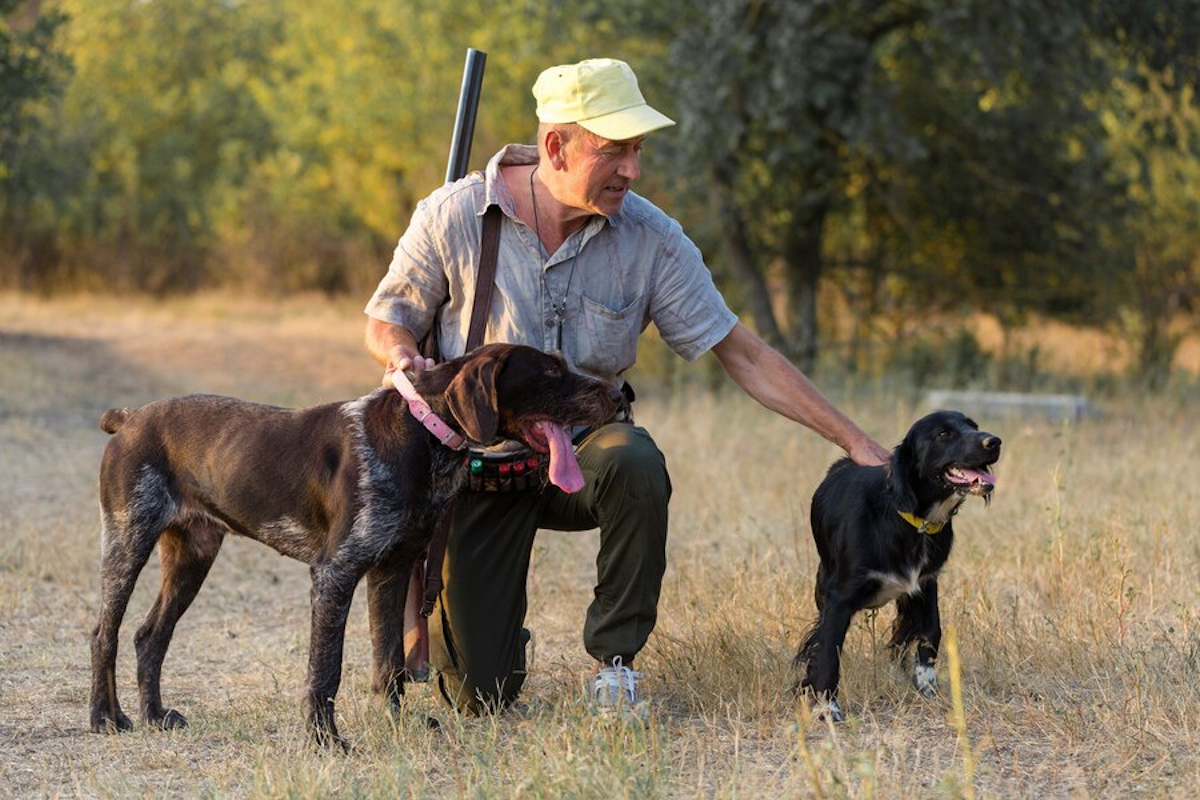chiens chasse