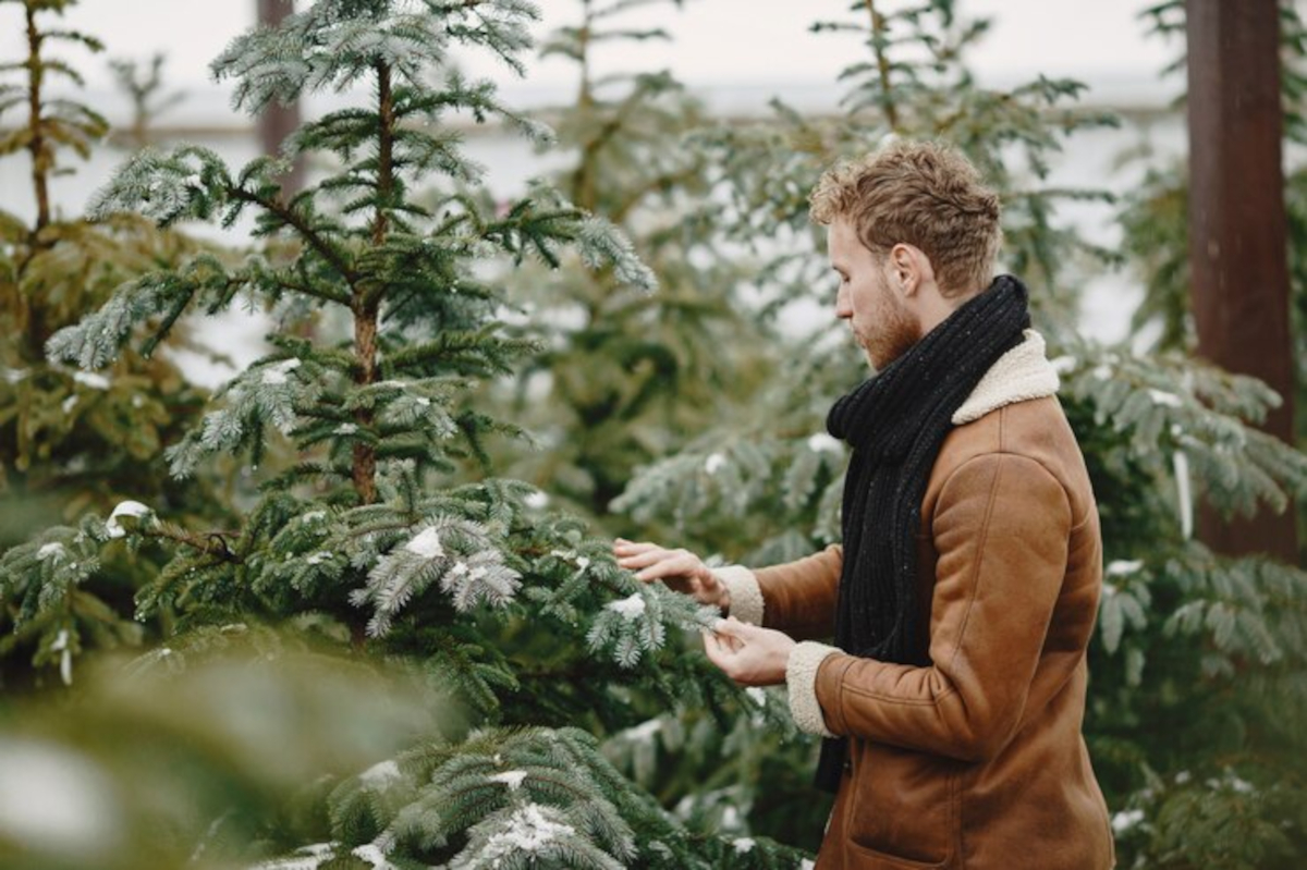 conseils sapin