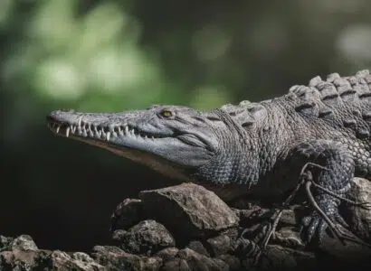 crocodiles de l'Orénoque