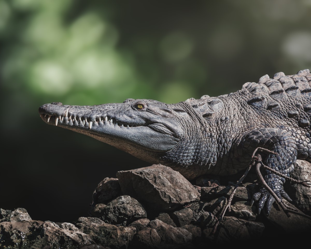 crocodiles de l'Orénoque