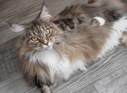 Maine Coons